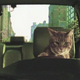 Illustration for article titled Bands Video Panders To Internet With Adorable All-Cat Band